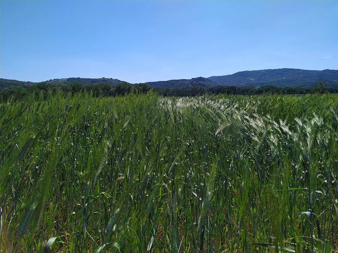 Crescita del grano
