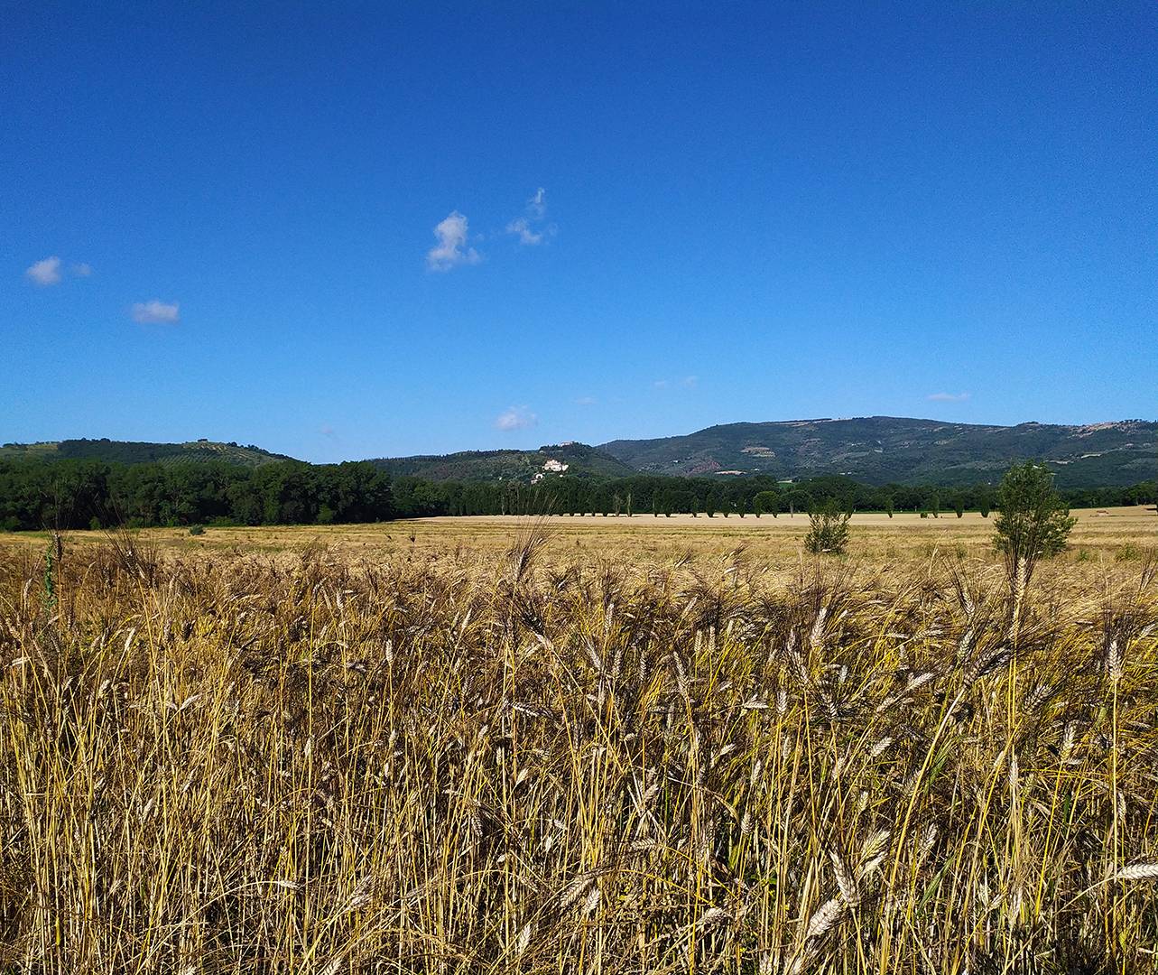 Raccolto del grano